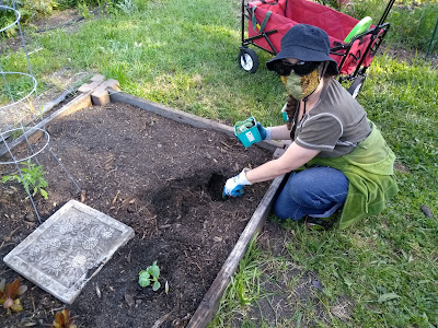 Cynthia kneeling by community garden, digging in hole with left hand, and holding a potted plant in her right hand. She is wearing a green and brown mask that covers her nose and mouth