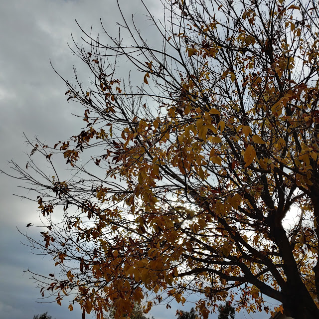 Fall Leaves In Arizona by Micah Carling Photography