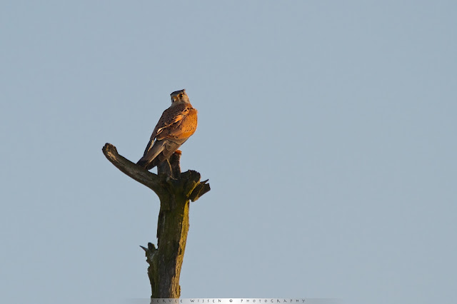 Torenvalk (m) - Common Kestrel (m) - Falco Tinnunculus