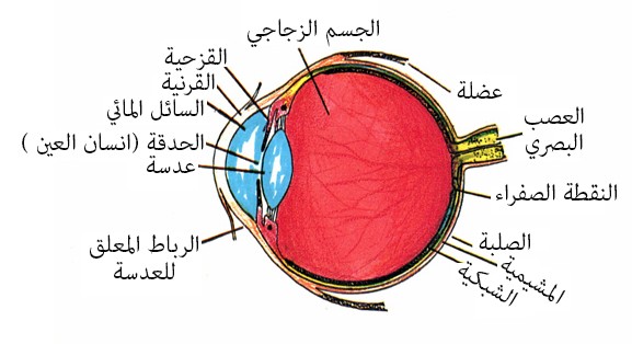 الحواس وأعضاء الحسّ