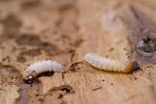 Woodworm Beetle | Spear Head Pest Control