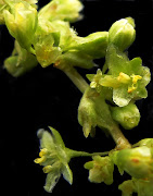 PLEASE IDENTIFY THESE 7 PLANTS (unidentified herb mudflat blossoms sc crop background size)