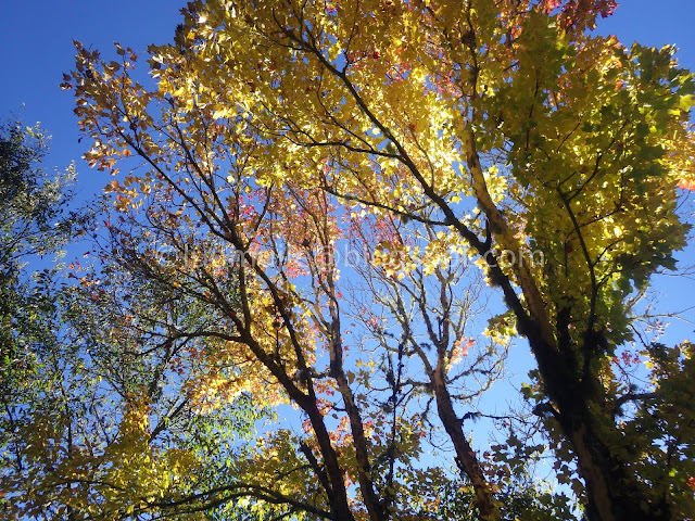 Alishan maple autumn foliage