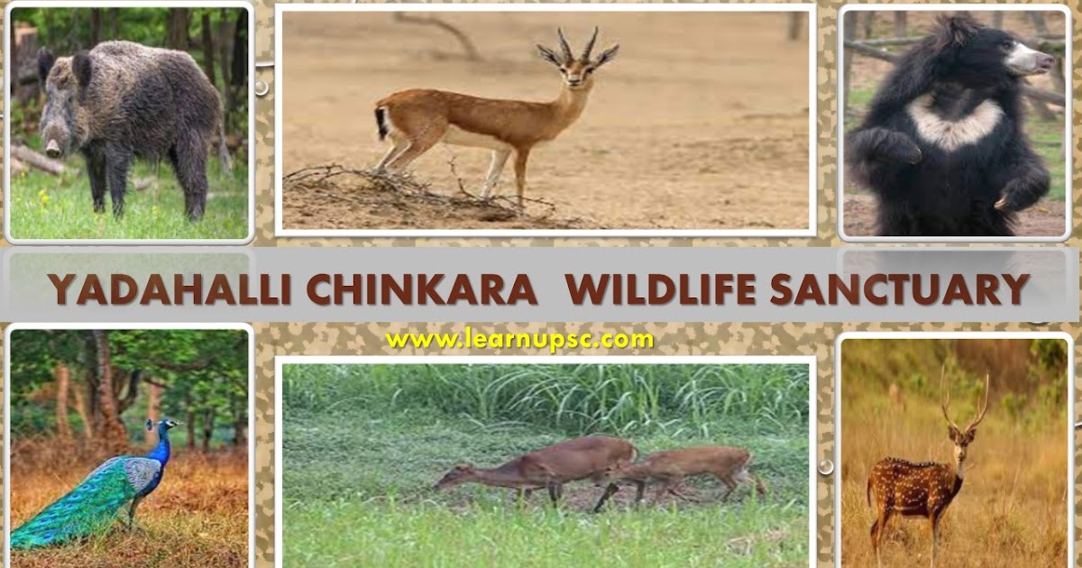 Yadahalli Chinkara Wildlife Sanctuary - Learn UPSC