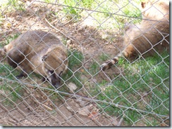 2010.09.04-017 coatis