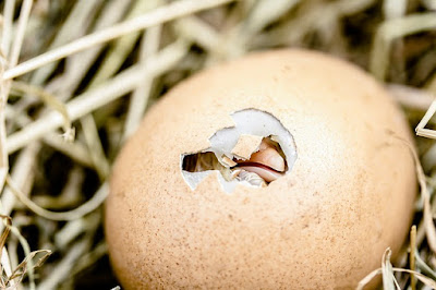 9 Cara  memilih  Telur Ayam dan Bebek yang  Baik  untuk di 
