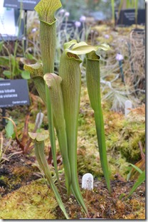 7 sarracenia