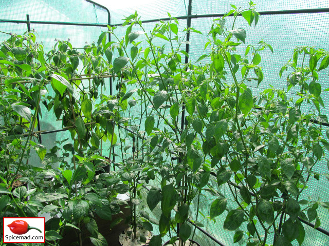 Chilli Plants in the Greenhouse - 10th July 2014