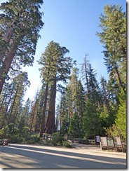 Sequoias in Grant Grove