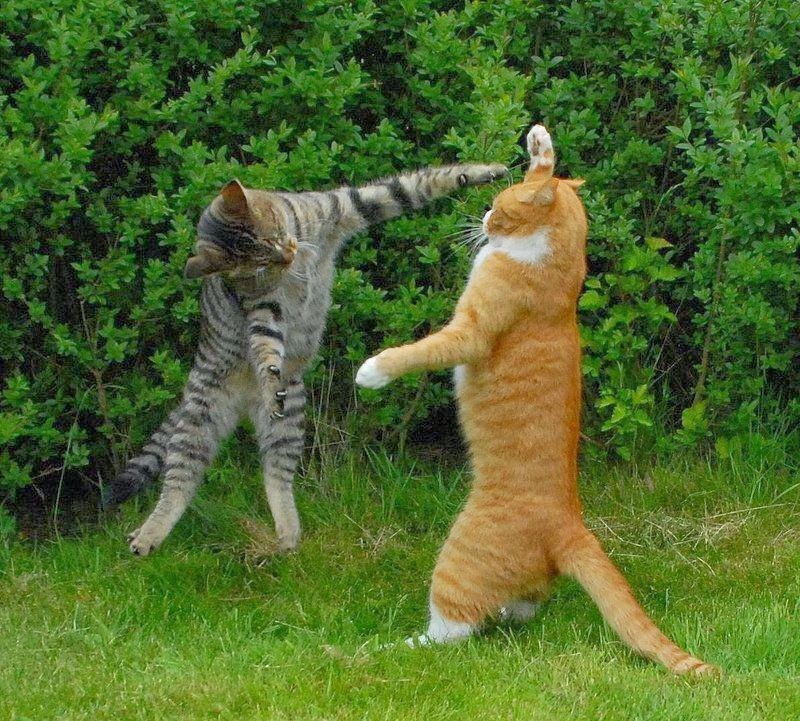 Funny Animals Fighting 2014 Images