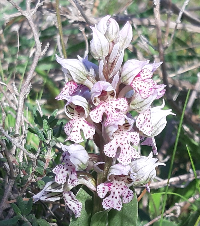 orchis lacté