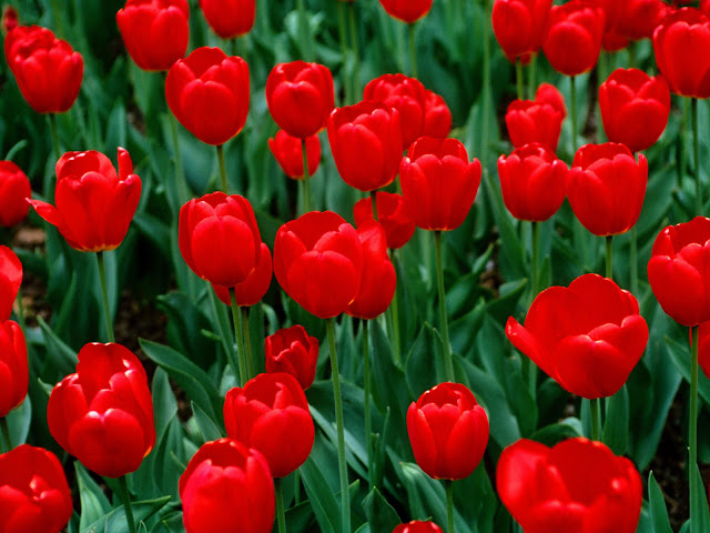 Flor Roja Wallpaper