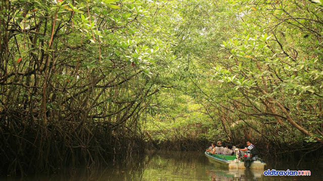 Hutan Mangrove Pulau Bintan
