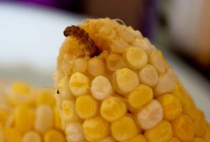 Corn with worms