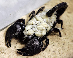 Escorpión o alacrán con sus crias bebés recien nacidos