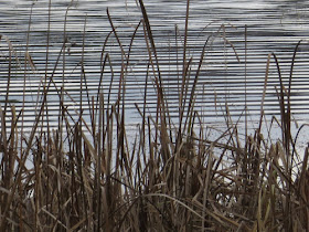 pattern of cattails and water ripples