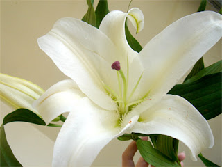 Bunga Casa Lily