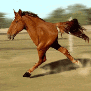حصان بقدمين اثنين فقط صور متحركة ميمز و رياكشن مضحكة