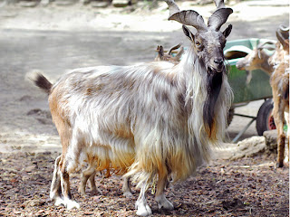 markhor