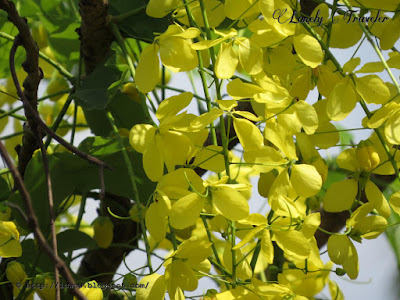 Golden shower - Cassia fistula