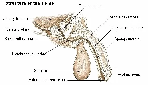 Detailed tranverse drawing of penis anatomy