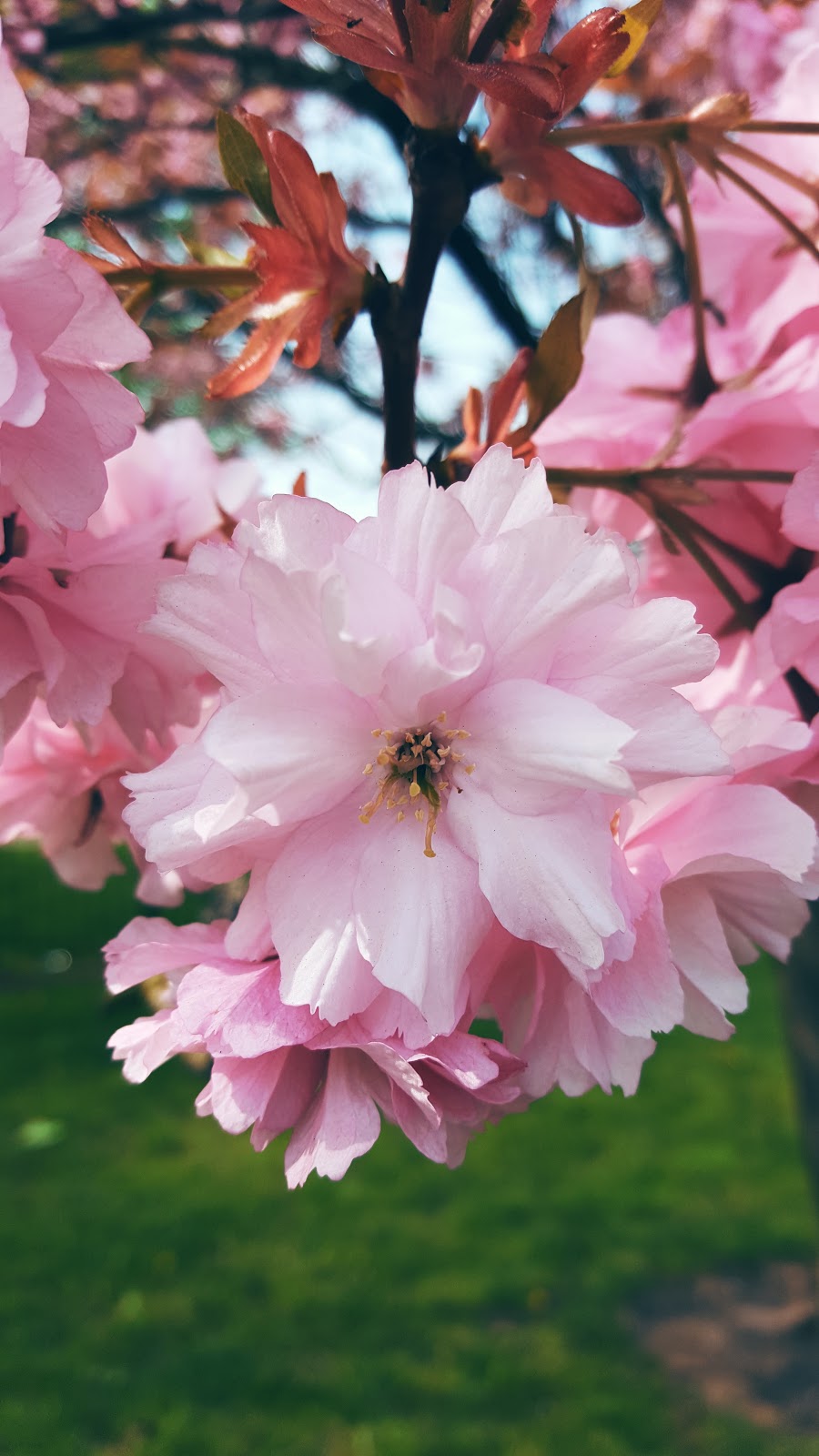 Pink Blossoms Photo