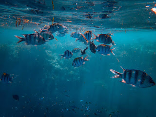 Is a fish an animal