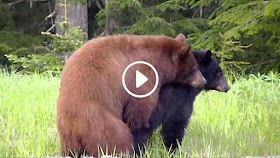 Young Bears Mating First Love