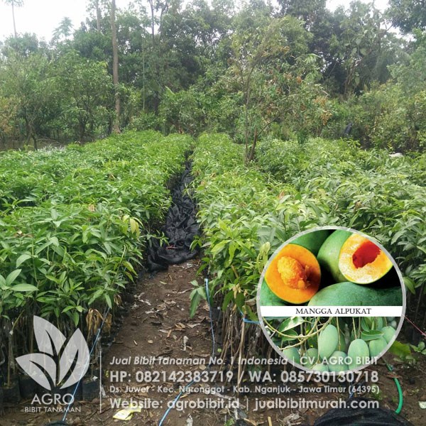 Lagi Viral Buah Mangga Alpukat asal Pasuruan