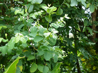 Breynie neigeuse - Breynie lépreuse - Breynia disticha