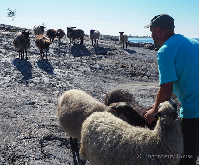 lingonberryhouse, lammassaari, island with sheeps, saaristo, archipelago, kesä, summer, Viivi