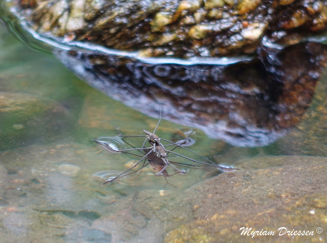 Couple de Gerris sur l'eau Montagne Noire Tarn