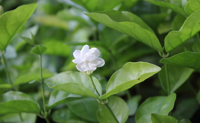 Jasmine Flowers Pictures