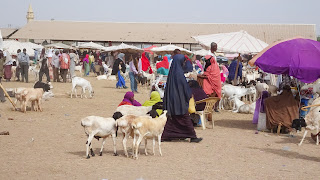 Walks through the Somaliland Camel Market