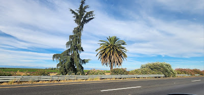 Trees marking the center of California NorCal and SoCal