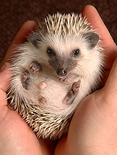 Bandung Hedgehog