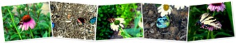 View butterfly pics