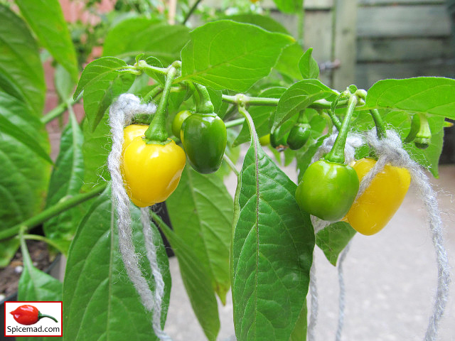 Yellow Jelly Bean Habanero - 2nd September 2021