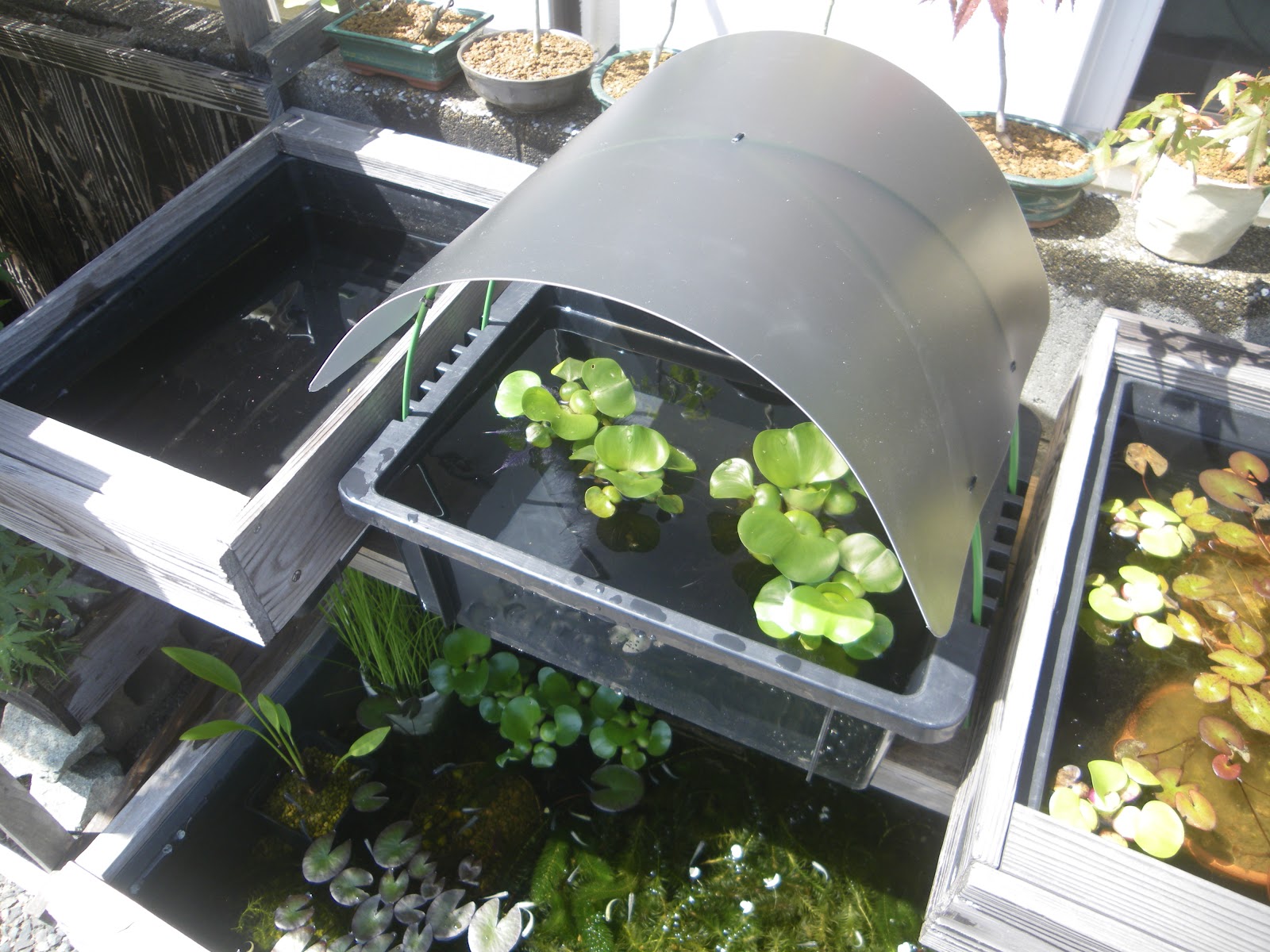 メダカの飼育容器 Nvボックスに日よけ 雨対策になる屋根を製作する メダカの大工