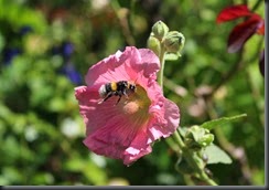 Bumblebee