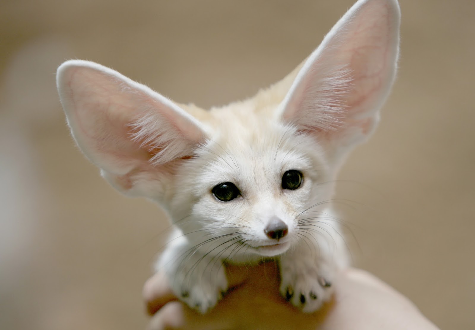 フェネックが可愛すぎる 世界一可愛い動物はキツネ N ミライノシテン フェネックが可愛すぎる 世界一可愛い動物はキツネ N ミライノシテン