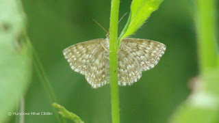 Scopula (Scopula) immorata DSC173781