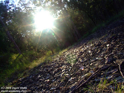 close up from the ground in australian rainforest