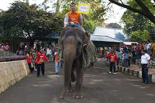 Menelusuri Kebun Binatang Ragunan Di Jakarta MENELUSURI KEBUN BINATANG RAGUNAN DI JAKARTA