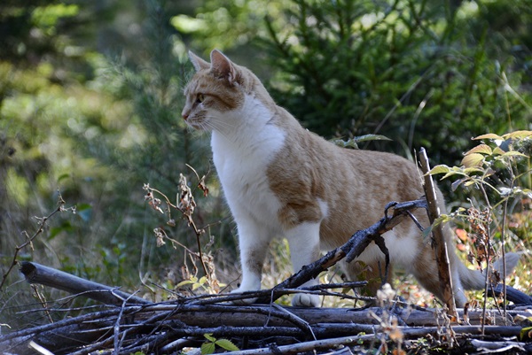 pusekatt katt pus kattepus