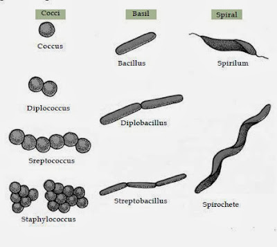 Berbagai bentuk pada bakteri