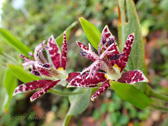 Tricyrtis hirta