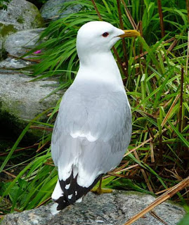 Larus canus