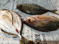 三崎で買った鮮魚