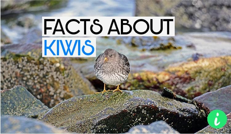 Kiwi Facts
